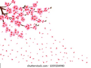 Sakura loses petals in the wind. Branches with pink flowers and cherry buds. isolated on white background. vector illustration