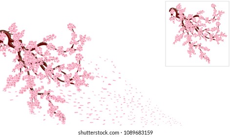 Sakura is losing petals. curved branches of a cherry tree with pink small flowers and cherry buds. Vector illustrator