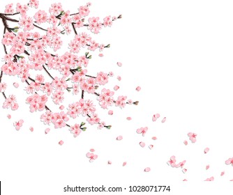 Sakura. A lush cherry branch with pink flowers in the wind loses petals. Isolated on a pink background. Vector illustration