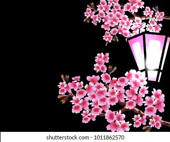 Sakura. Magnificent branches of a cherry tree with purple small flowers on a black background. A glowing garden lantern. Vector illustrator