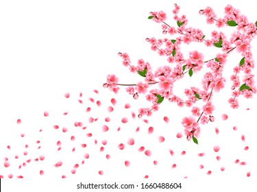 Sakura is magnificent. Cherry branches with delicate pink flowers, leaves and buds. Petals are flying in the wind. Vector illustration