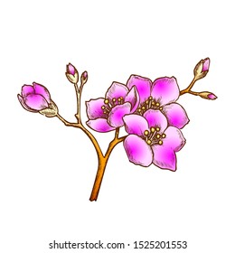 Sakura National China Blossom Tree Vintage Vector. Natural Ornamental Garden Sakura Branch With Flowers And Buds. Valentine Day Engraving Layout Hand Drawn In Retro Style Color Illustration