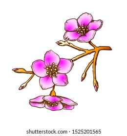 Sakura National China Blossom Tree Ink Vector. Wild Seasonal Chinese Culture Garden Sakura Branch Mother Day Postcard Decor. Engraving Layout Hand Drawn In Vintage Style Color Illustration