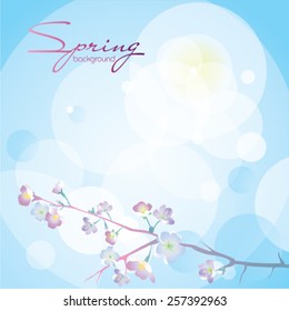 Sakura on a blue background