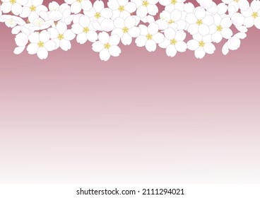 Sakura on a pink background. Cherry blossoms, Somei-yoshino , also known as Yoshino cherry.