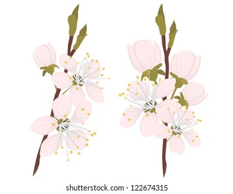 Sakura on the white background