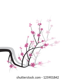 Sakura on white background