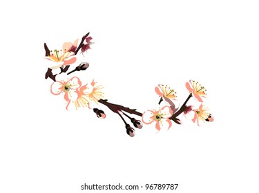 Sakura on a white background