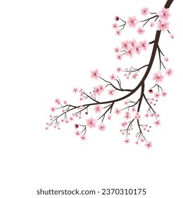 Sakura on white background. Realistic sakura japan cherry branch with blooming flowers vector. Pink sakura flower background.Cherry blossom branch with sakura flower. Watercolor cherry blossom vector.