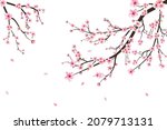 Sakura on white background. Watercolor cherry bud. Cherry blossom flower blooming vector. Pink sakura flower background. Cherry blossom branch with sakura flower. Watercolor cherry blossom vector.