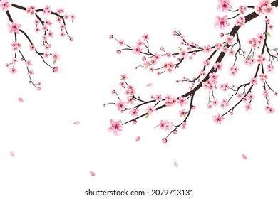 Sakura on white background. Watercolor cherry bud. Cherry blossom flower blooming vector. Pink sakura flower background. Cherry blossom branch with sakura flower. Watercolor cherry blossom vector.