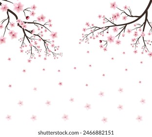 Sakura on white background. watercolor cherry bud. cherry blossom flower blooming vector. pink sakura flower background. cherry blossom branch with sakura flower. watercolor cherry blossom vector.
