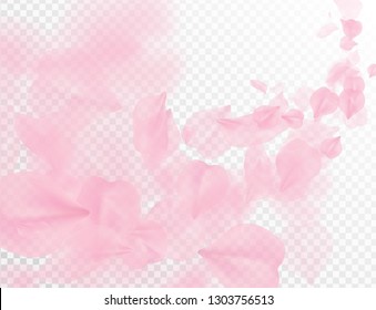 Sakura petal flying vector background. Pink flower petals wave illustration isolated on transparent white. 3D romantic valentines day spring tender light backdrop. Overlay tenderness romance design