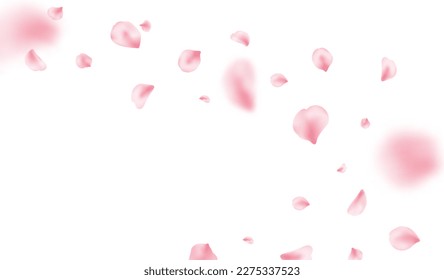 Sakura petal spring blossom on white banner. Pink rose composition. Flower flying background. Beauty Spa product frame. Valentine romantic card. Light delicate pastel design. Vector illustration.