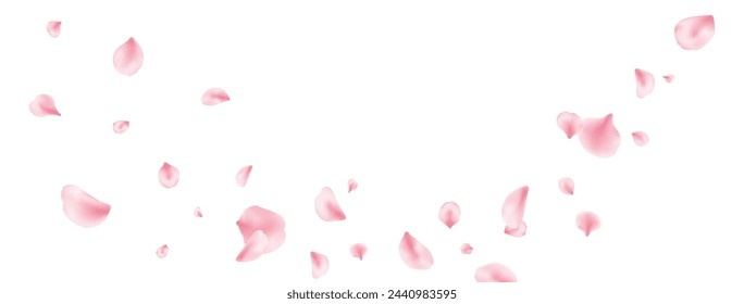 Sakura petal spring blossom on white banner. Pink rose composition. Flower flying background. Beauty Spa product frame. Valentine romantic card. Light delicate pastel design. Vector illustration.