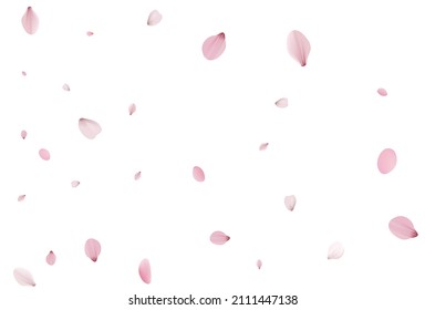 Sakura petals backdrop. Holiday cherry vector