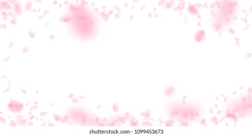 Sakura petals falling down. Romantic pink flowers vignette. Flying petals on white wide background. Love, romance concept. Quaint wedding invitation.