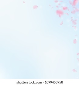 Sakura petals falling down. Romantic pink flowers corner. Flying petals on blue sky square background. Love, romance concept. Precious wedding invitation.