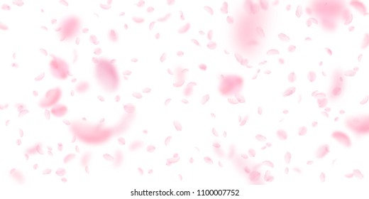 Sakura petals falling down. Romantic pink flowers falling rain. Flying petals on white wide background. Love, romance concept. Noteworthy wedding invitation.