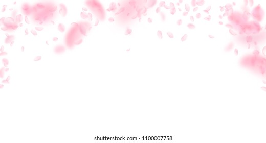 Sakura petals falling down. Romantic pink flowers falling rain. Flying petals on white wide background. Love, romance concept. Memorable wedding invitation.