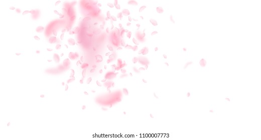 Sakura petals falling down. Romantic pink flowers explosion. Flying petals on white wide background. Love, romance concept. Magnetic wedding invitation.