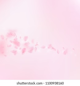 Pétalos de Sakura cayendo. Romántico cometa de flores rosadas. Pétalos voladores sobre fondo cuadrado rosa. Amor, concepto de romance. Preciosa invitación de boda.
