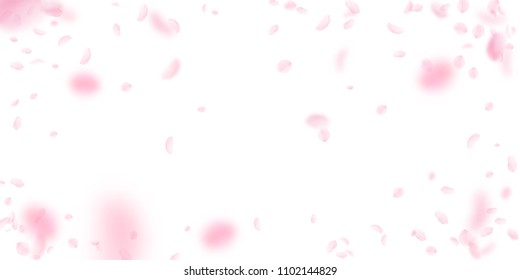 Sakura petals falling down. Romantic pink flowers vignette. Flying petals on white wide background. Love, romance concept. Precious wedding invitation.