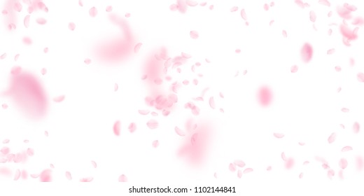 Sakura petals falling down. Romantic pink flowers explosion. Flying petals on white wide background. Love, romance concept. Interesting wedding invitation.