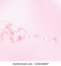 Sakura petals falling down. Romantic pink flowers comet. Flying petals on pink square background. Love, romance concept. Quaint wedding invitation.