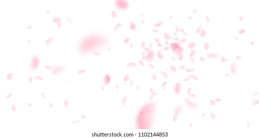 Sakura petals falling down. Romantic pink flowers explosion. Flying petals on white wide background. Love, romance concept. Lively wedding invitation.