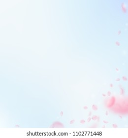 Sakura petals falling down. Romantic pink flowers corner. Flying petals on blue sky square background. Love, romance concept. Posh wedding invitation.