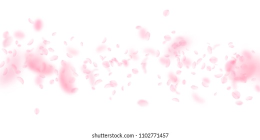 Sakura petals falling down. Romantic pink flowers falling rain. Flying petals on white wide background. Love, romance concept. Marvelous wedding invitation.