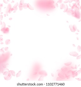 Sakura petals falling down. Romantic pink flowers vignette. Flying petals on white square background. Love, romance concept. Ideal wedding invitation.