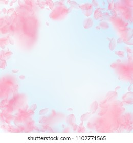Sakura petals falling down. Romantic pink flowers vignette. Flying petals on blue sky square background. Love, romance concept. Delicate wedding invitation.