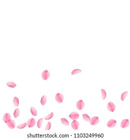 Sakura petals falling down. Romantic pink silky medium flowers. Sparse flying cherry petals. Scatter bottom gradient pleasant vector background. Love, affection, romance concept.