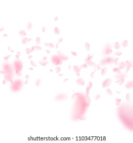 Sakura petals falling down. Romantic pink flowers falling rain. Flying petals on white square background. Love, romance concept. Ideal wedding invitation.