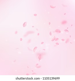 Sakura petals falling down. Romantic pink flowers corner. Flying petals on pink square background. Love, romance concept. Amazing wedding invitation.