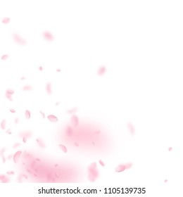 Sakura petals falling down. Romantic pink flowers corner. Flying petals on white square background. Love, romance concept. Attractive wedding invitation.