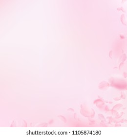 Sakura petals falling down. Romantic pink flowers corner. Flying petals on pink square background. Love, romance concept. Stunning wedding invitation.