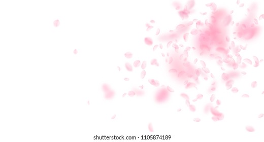 Sakura petals falling down. Romantic pink flowers explosion. Flying petals on white wide background. Love, romance concept. Juicy wedding invitation.