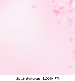 Sakura petals falling down. Romantic pink flowers corner. Flying petals on pink square background. Love, romance concept. Sublime wedding invitation.