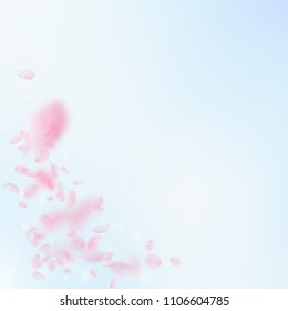 Sakura petals falling down. Romantic pink flowers corner. Flying petals on blue sky square background. Love, romance concept. Resplendent wedding invitation.