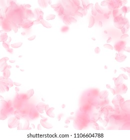Sakura petals falling down. Romantic pink flowers vignette. Flying petals on white square background. Love, romance concept. Flawless wedding invitation.