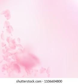 Sakura petals falling down. Romantic pink flowers corner. Flying petals on pink square background. Love, romance concept. Unequaled wedding invitation.