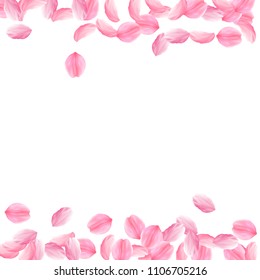 Sakura petals falling down. Romantic pink bright big flowers. Thick flying cherry petals. Borders amazing vector background. Love, affection, romance concept.