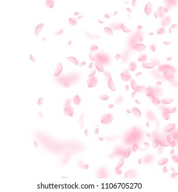Sakura petals falling down. Romantic pink flowers gradient. Flying petals on white square background. Love, romance concept. Sublime wedding invitation.