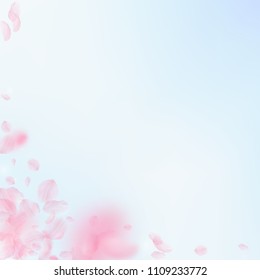Sakura petals falling down. Romantic pink flowers corner. Flying petals on blue sky square background. Love, romance concept. Overwhelming wedding invitation.