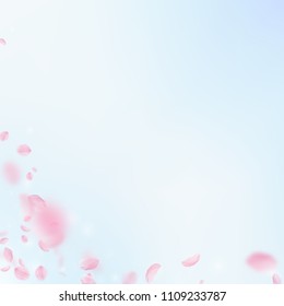 Sakura petals falling down. Romantic pink flowers corner. Flying petals on blue sky square background. Love, romance concept. Perfect wedding invitation.