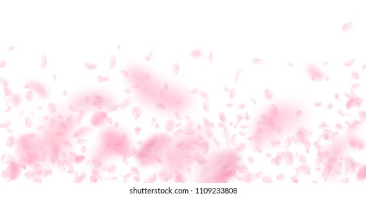 Sakura petals falling down. Romantic pink flowers falling rain. Flying petals on white wide background. Love, romance concept. Mind-blowing wedding invitation.