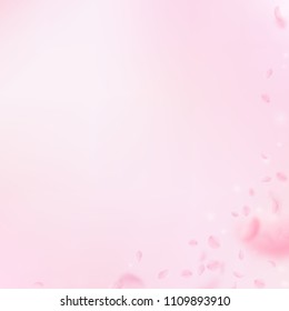 Sakura petals falling down. Romantic pink flowers corner. Flying petals on pink square background. Love, romance concept. Splendid wedding invitation.